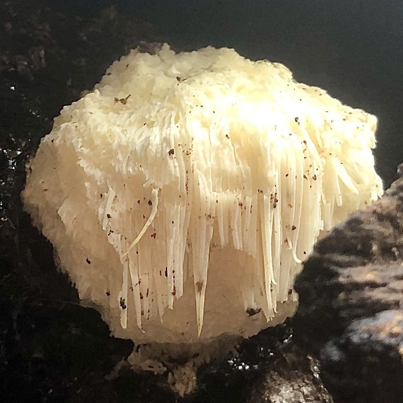 A white lion's mane mushroom with long hanging spines, growing on a log