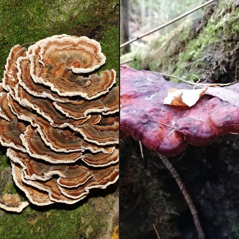 Turkey tail and reishi mushrooms growing on wood, side by side